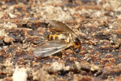Réf. 248 818 : Mycetophilini inconnu